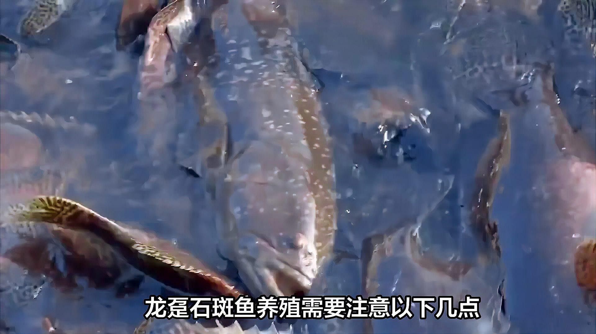 龍躉養殖的最佳放養密度