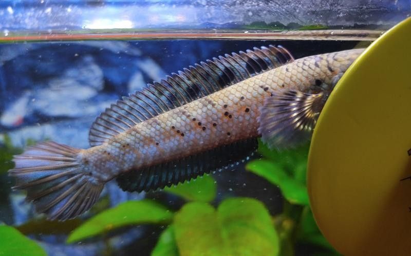 銀龍魚眼睛有白點怎么個回事啊圖片 銀龍魚眼睛有白點怎么個回事啊圖片 龍魚百科 第12張