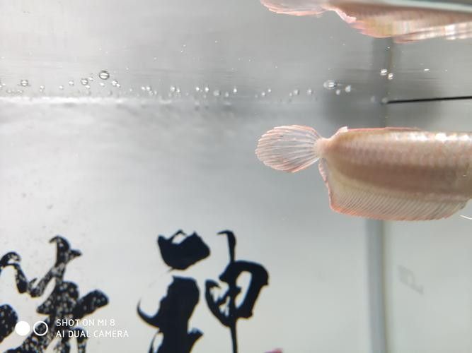 銀龍魚眼睛有白點怎么個回事啊圖片 銀龍魚眼睛有白點怎么個回事啊圖片 龍魚百科 第9張