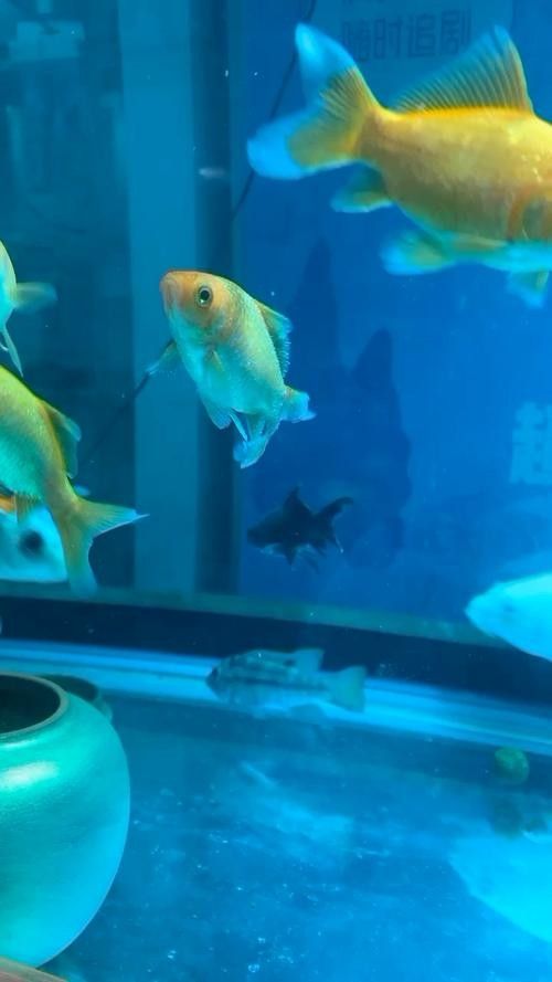 銀龍魚眼睛有白點怎么個回事啊圖片 銀龍魚眼睛有白點怎么個回事啊圖片 龍魚百科 第11張