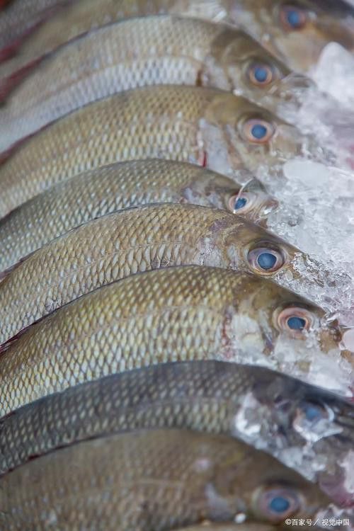 杜龍魚是什么魚圖片