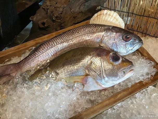 杜龍魚是什么魚圖片