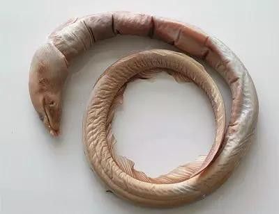 杜龍魚是什么魚圖片