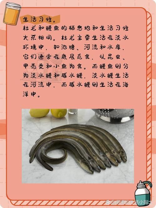 杜龍魚是什么魚圖片