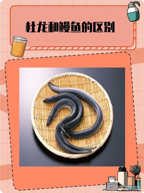杜龍魚是什么魚圖片