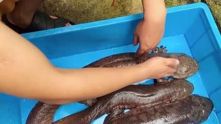 杜龍魚是什么魚圖片