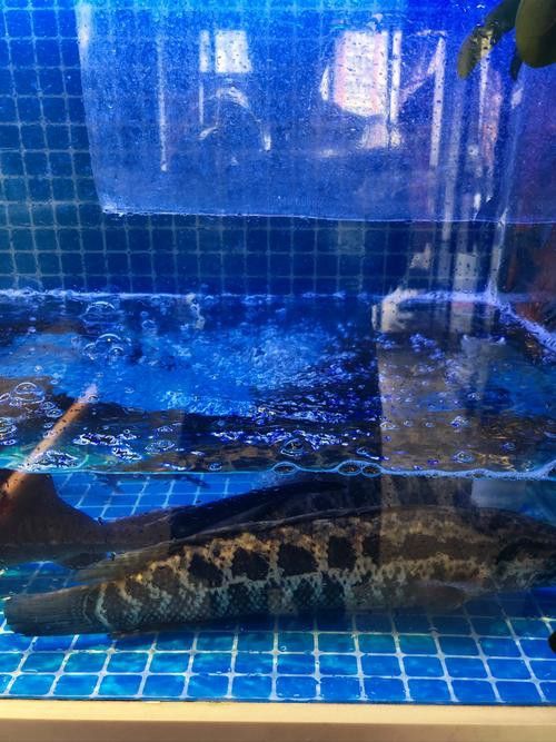 杜龍魚是什么魚圖片