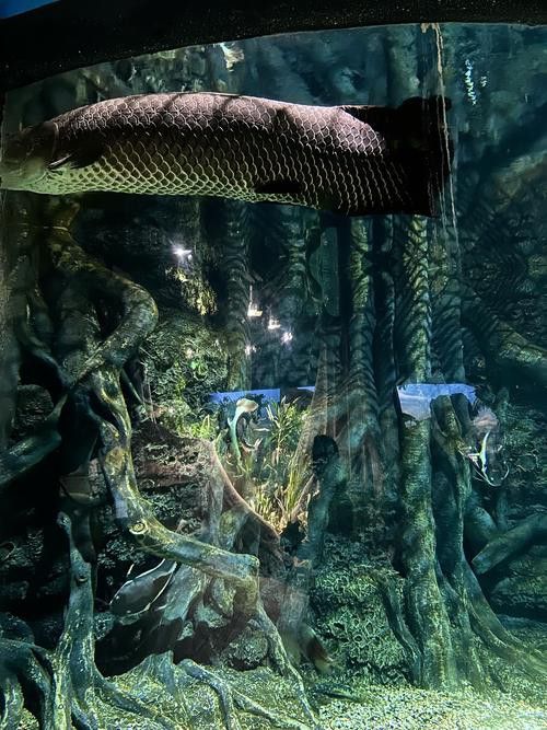 杜龍魚是什么魚圖片
