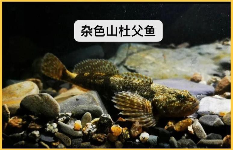 杜龍魚是什么魚圖片