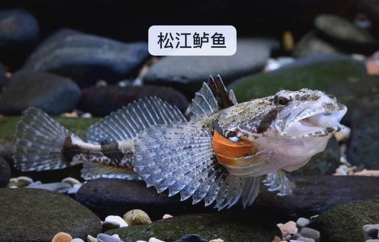 杜龍魚是什么魚圖片
