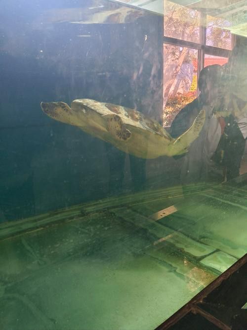 杜龍魚是什么魚圖片