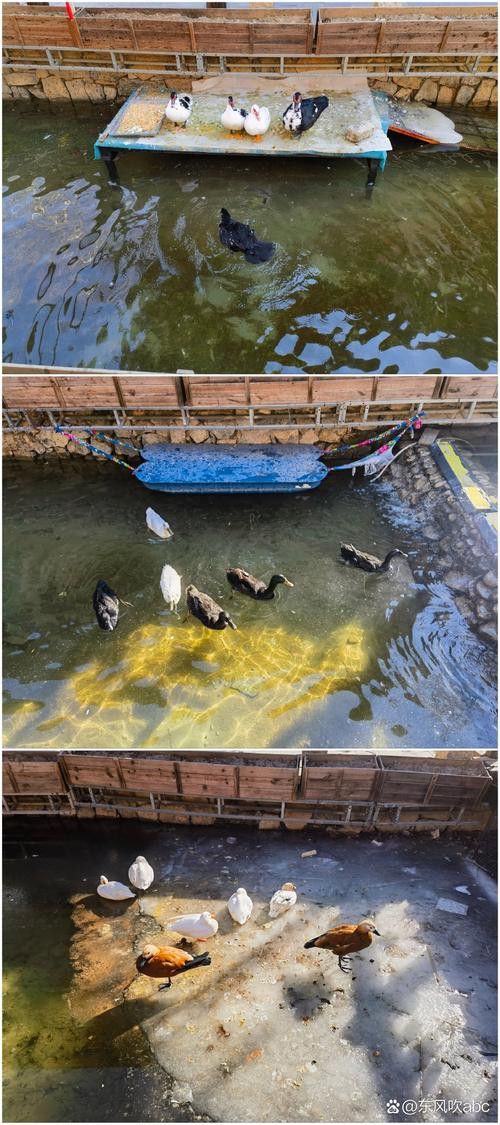 杜龍魚是什么魚圖片