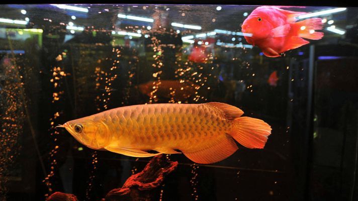 辦公室養(yǎng)紅龍魚好嗎，辦公室養(yǎng)紅龍魚需要注意哪些風(fēng)水講究：辦公室養(yǎng)紅龍魚好嗎