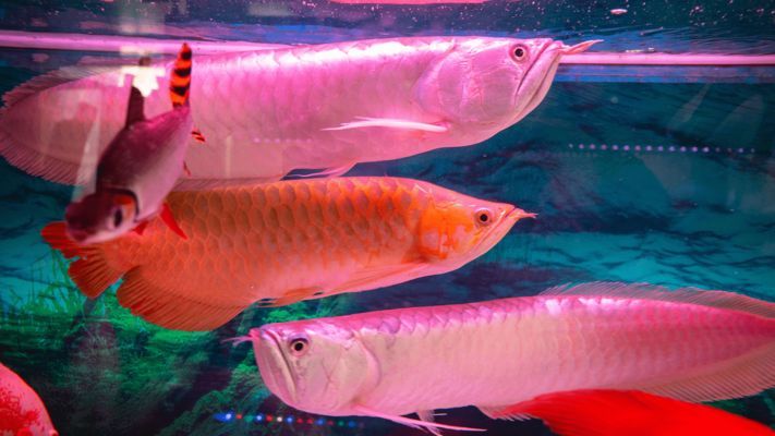 辦公室養(yǎng)紅龍魚好嗎，辦公室養(yǎng)紅龍魚需要注意哪些風(fēng)水講究：辦公室養(yǎng)紅龍魚好嗎