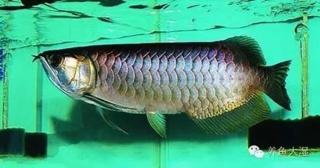 布奇美拉龍魚價格多少：布奇美拉龍魚工業布奇美拉龍魚價格多少錢一條多少錢