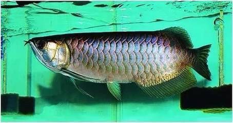 布奇美拉龍魚價格多少：布奇美拉龍魚工業布奇美拉龍魚價格多少錢一條多少錢