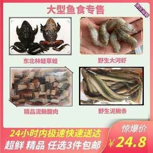 龍魚喂林蛙好不好：喂食林蛙給龍魚有一定的好處，如促進生長和提供高質量的蛋白質 龍魚喂林蛙好不好：喂食林蛙給龍魚有一定的好處，如促進生長和提供高質量的蛋白質 龍魚百科 第3張