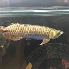 龍魚專家葉金春：葉金春先生是新加坡仟湖魚業集團的主管 龍魚專家葉金春：葉金春先生是新加坡仟湖魚業集團的主管 龍魚百科 第2張