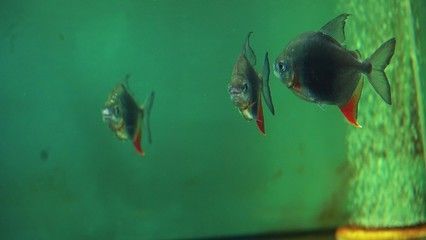 紅勾銀版魚水質管理方法：紅勾銀板魚水質管理