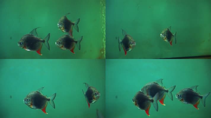 紅勾銀版魚水質管理方法：紅勾銀板魚水質管理