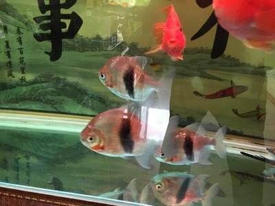 紅勾銀版魚水質管理方法：紅勾銀板魚水質管理