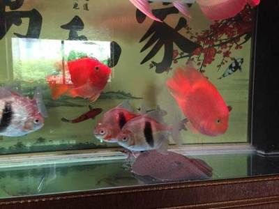 紅勾銀版魚水質管理方法：紅勾銀板魚水質管理