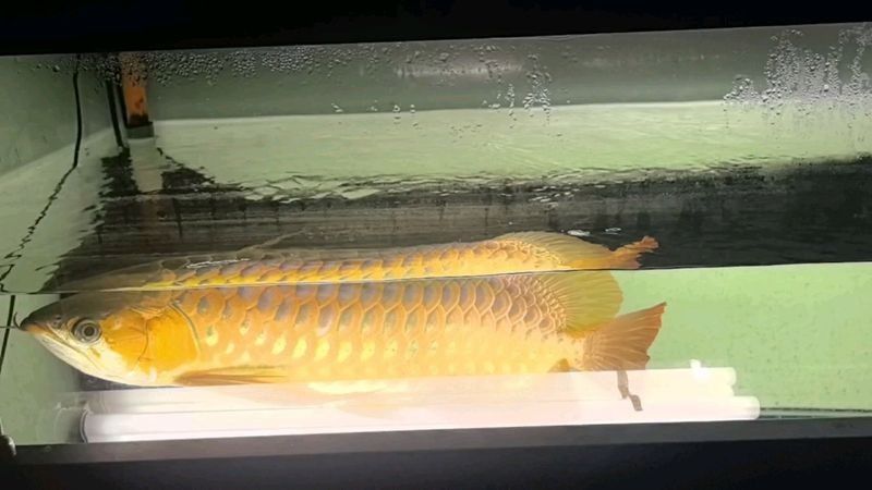 龍魚側燈怎么放