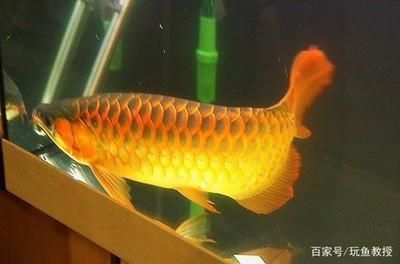 龍魚發色燈開多久會死：龍魚發色燈開多久會導致龍魚死亡 龍魚發色燈開多久會死：龍魚發色燈開多久會導致龍魚死亡 龍魚百科 第1張
