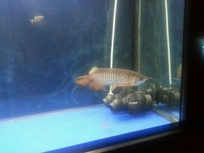養金龍魚可以放沉木嗎（養金龍魚可以放沉木嗎？）