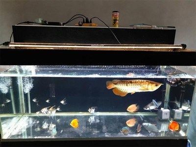 養金龍魚可以放沉木嗎（養金龍魚可以放沉木嗎？）
