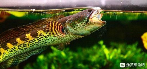 龍魚喂飼料好不好吃呀怎么回事：關(guān)于龍魚喂飼料是否好吃的探討