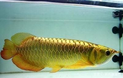 金龍魚24k是什么意思（“金龍魚24k”真假辨別方法）
