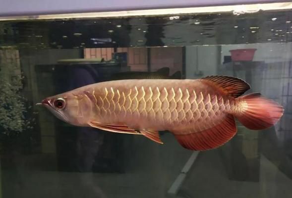 龍魚發色用什么燈好，龍魚發色用什么燈好一點：龍魚發色燈光選擇指南 龍魚發色用什么燈好，龍魚發色用什么燈好一點：龍魚發色燈光選擇指南 龍魚百科 第1張
