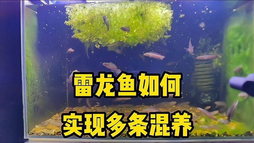 巴卡雷龍魚混養燈魚