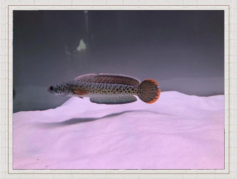 巴卡雷龍魚混養燈魚