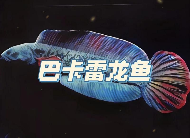 巴卡雷龍魚混養燈魚
