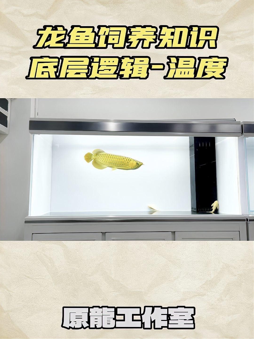 熱帶魚龍魚水溫多少合適釣