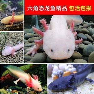 養一條龍魚需要考慮是否需要打氧的問題，龍魚需要打氧的問題：養一條龍魚是否需要打氧