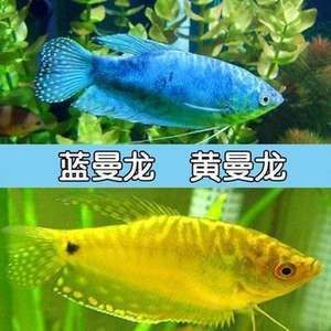 養一條龍魚需要考慮是否需要打氧的問題，龍魚需要打氧的問題：養一條龍魚是否需要打氧