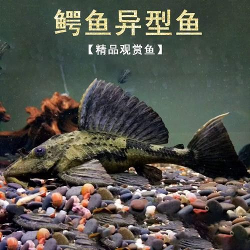 金龍魚和清道夫能混養嗎圖片 金龍魚和清道夫能混養嗎圖片 龍魚百科 第5張