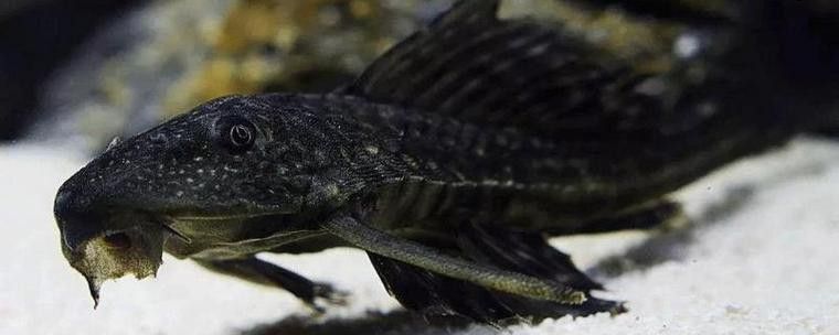金龍魚和清道夫能混養嗎圖片 金龍魚和清道夫能混養嗎圖片 龍魚百科 第2張