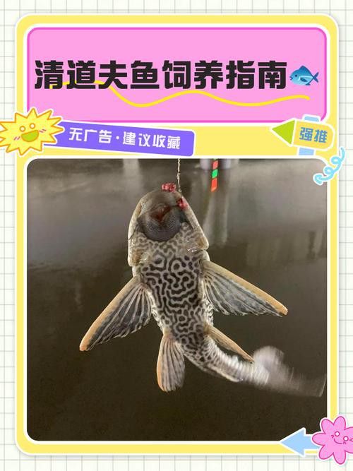 金龍魚和清道夫能混養嗎圖片 金龍魚和清道夫能混養嗎圖片 龍魚百科 第3張