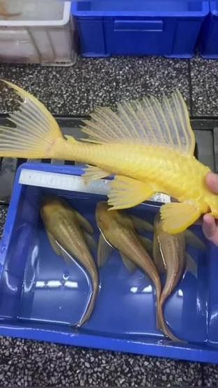 金龍魚和清道夫能混養嗎圖片 金龍魚和清道夫能混養嗎圖片 龍魚百科 第1張