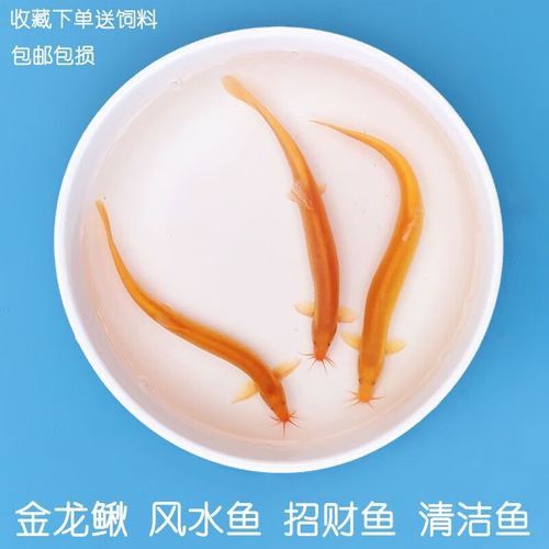 金龍魚和清道夫能混養嗎圖片 金龍魚和清道夫能混養嗎圖片 龍魚百科 第8張