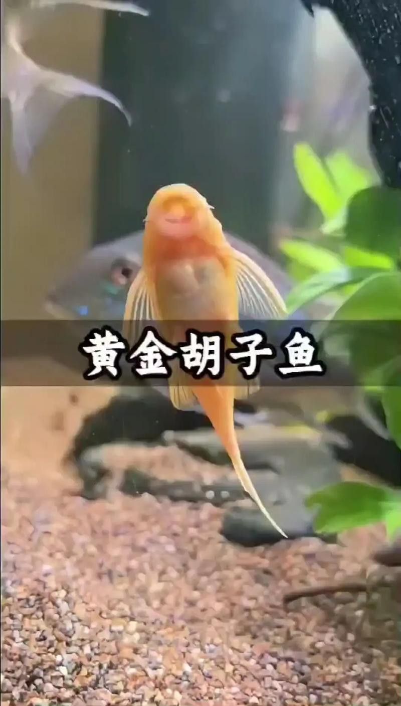 金龍魚和清道夫能混養嗎圖片 金龍魚和清道夫能混養嗎圖片 龍魚百科 第11張