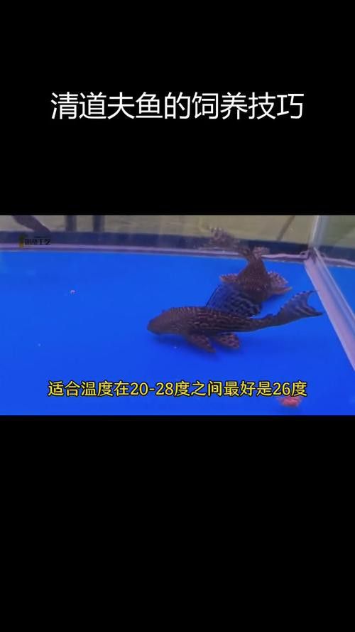 金龍魚和清道夫能混養嗎圖片 金龍魚和清道夫能混養嗎圖片 龍魚百科 第10張