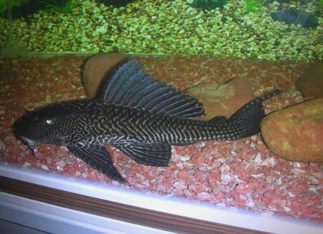 金龍魚和清道夫能混養嗎圖片 金龍魚和清道夫能混養嗎圖片 龍魚百科 第14張