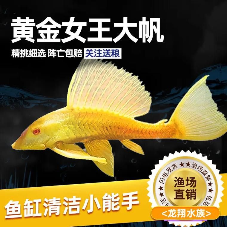 金龍魚和清道夫能混養嗎圖片 金龍魚和清道夫能混養嗎圖片 龍魚百科 第13張