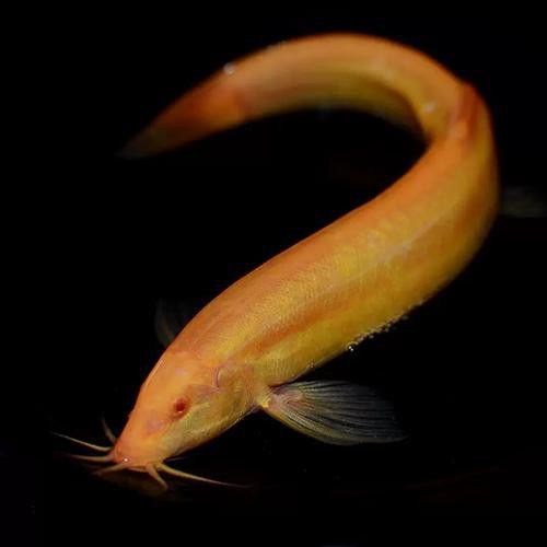 金龍魚和清道夫能混養嗎圖片 金龍魚和清道夫能混養嗎圖片 龍魚百科 第12張