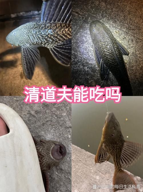 金龍魚和清道夫能混養嗎圖片 金龍魚和清道夫能混養嗎圖片 龍魚百科 第17張